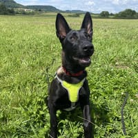 TSUKI, chienne à adopter