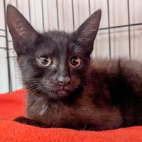 LOCKI, chat à adopter