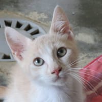 MAURICE, chat à adopter