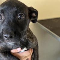 AVA, chienne à adopter