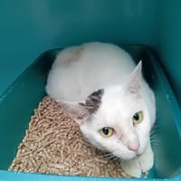 MINA, chatte à adopter