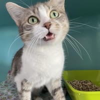 BEY, chatte à adopter