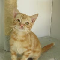 GAARA(reservé), chat à adopter