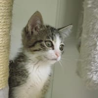 Aglaé, chatte à adopter