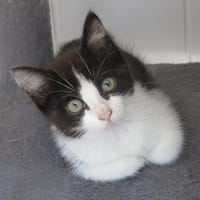 Arthemis, chatte à adopter