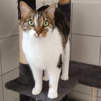 Lenia, chatte à adopter