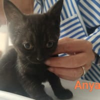 ANYA, chatte à adopter
