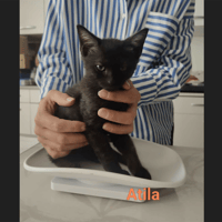ATILA, chatte à adopter