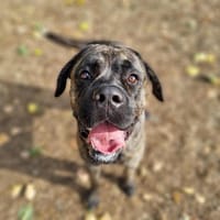 WOODY, chien à adopter