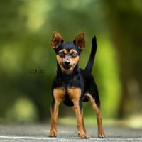 Locky, chien à adopter