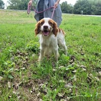 VAILLANT, chien à adopter
