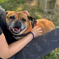 MONOÏ OAA19834, chienne à adopter