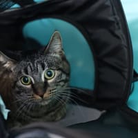 BANDIT, chat à adopter