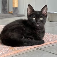 CAVIAR, chat à adopter