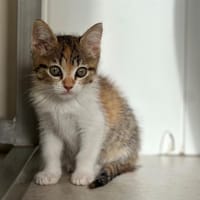 Agathe, chatte à adopter