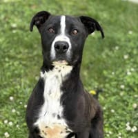 Bobi CAA13855, chien à adopter