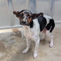 Prince dit Lucky, chien à adopter