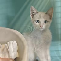 John Patrick, chat à adopter