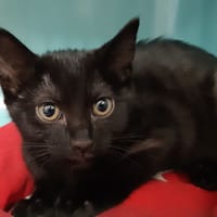 Eyota, chatte à adopter