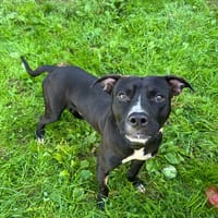 LUCKY, chien à adopter