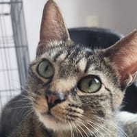 Absinthe, chatte à adopter