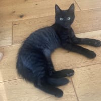 Wolfy, chat à adopter