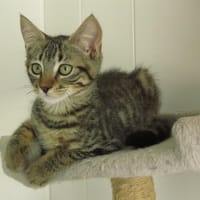 ITACHI, chat à adopter