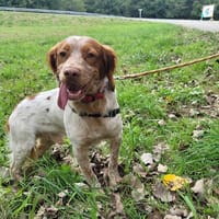 VALERIAN, chien à adopter