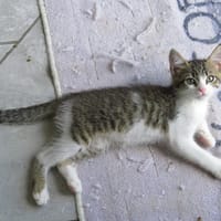 OBITO, chat à adopter