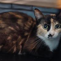 PALETTE, chatte à adopter