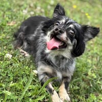 Lana CAA13858, chienne à adopter