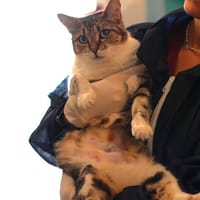 ROBE, chatte à adopter