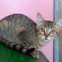 Edgard, chat à adopter