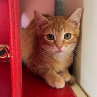 Felix, chat à adopter