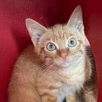 Whiskas, chat à adopter