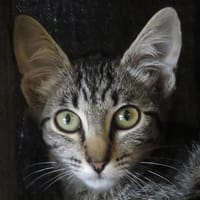 YLANG, chatte à adopter