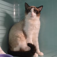 Azur Cab4042, chat à adopter