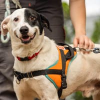 OREO - URGENT RECHERCHE FAMILLE RELAIS -, chien à adopter