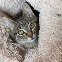 Dipa, chatte à adopter