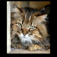 Franklin, chat à adopter