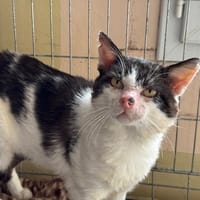 Padutou, chat à adopter