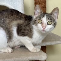 Jeuldi, chatte à adopter