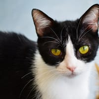 DIDDLINA, chatte à adopter