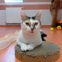 MYLIANE, chatte à adopter