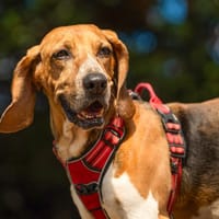 Valos, chien à adopter
