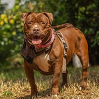 GARDENIA, chienne à adopter