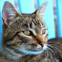 TOFU, chat à adopter