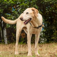 NOSSY, chien à adopter