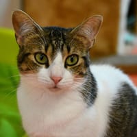 SERI, chatte à adopter