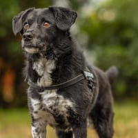 LOKI, chien à adopter